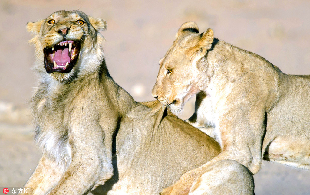 班兰莲蓉月饼的做法_班兰莲蓉月饼怎么做_黑猫警长kitchen的菜谱‘beat365官网’